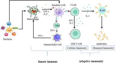 Potential Application of Plant-Based Functional Foods in the Development of Immune Boosters